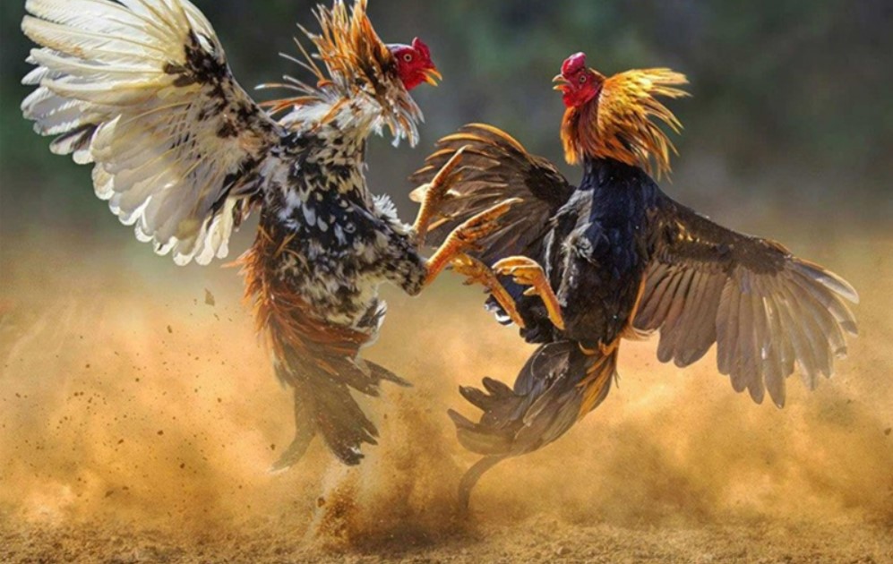 Tổng quan sảnh cược đá gà King88 