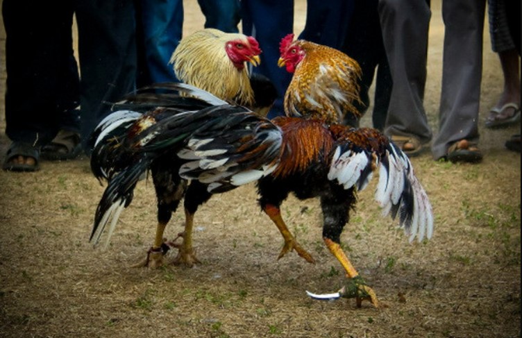 Những điểm nổi bật của hệ thống đá gà King88