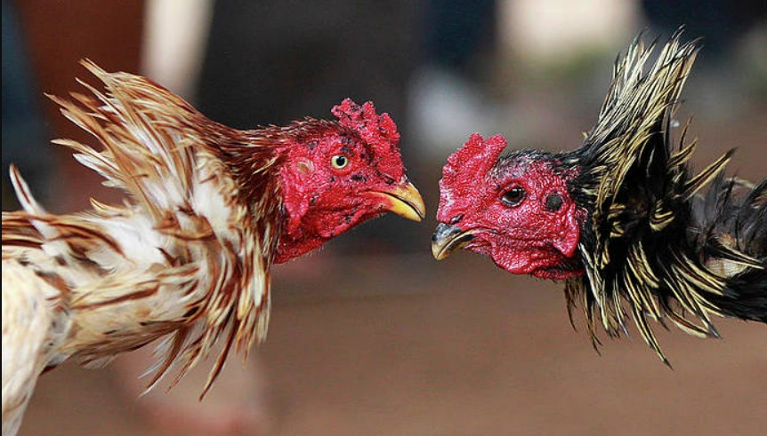 Các sản phẩm trong đá gà King88